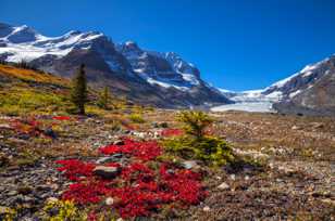 Columbia Icefield and tundra-4111 Columbia Icefield and tundra-4111